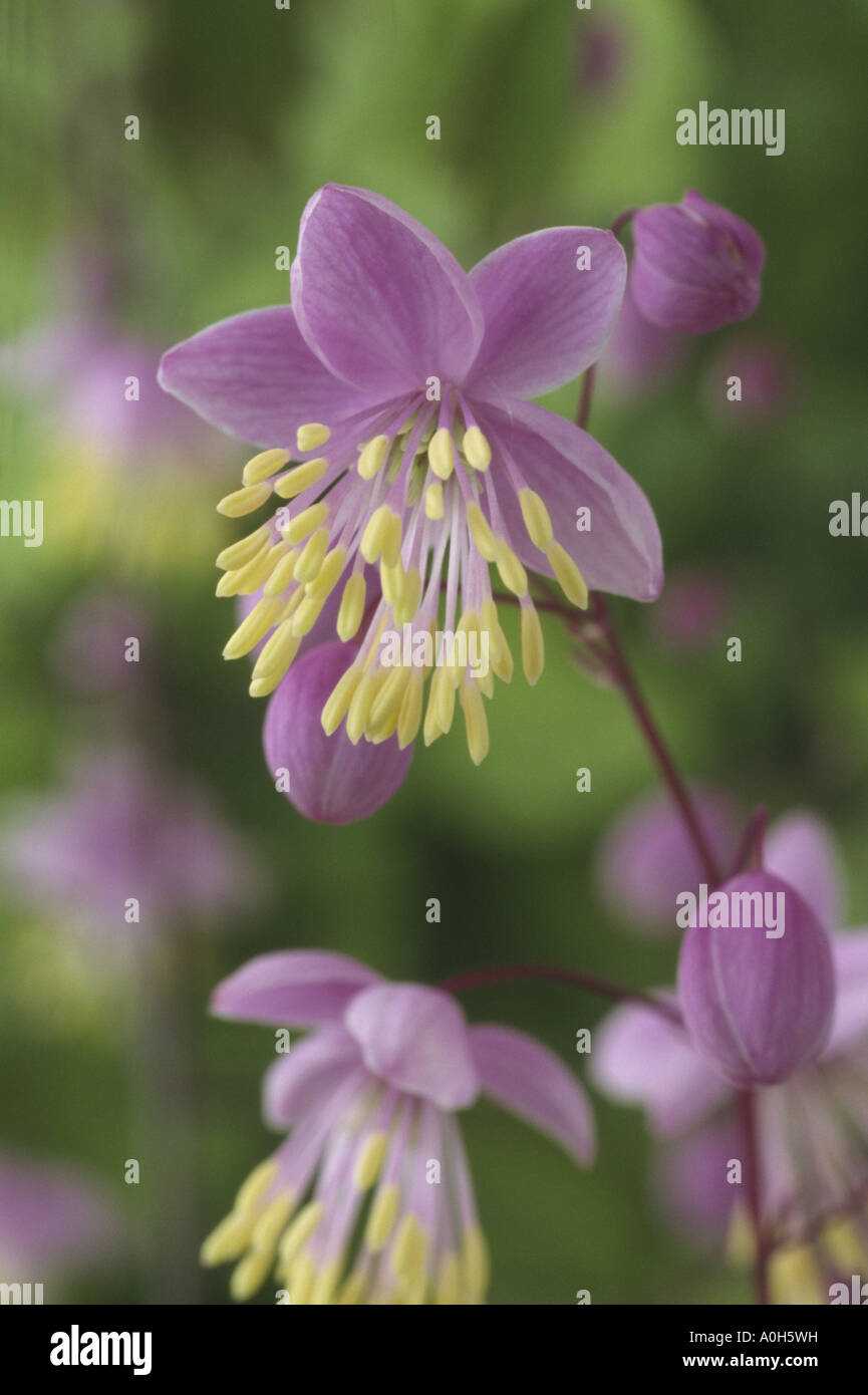Thalictrum delavayi. AGM (Meadow rue) Close up of small lilac flower with yellow stamens on thin wirey stem. Stock Photo