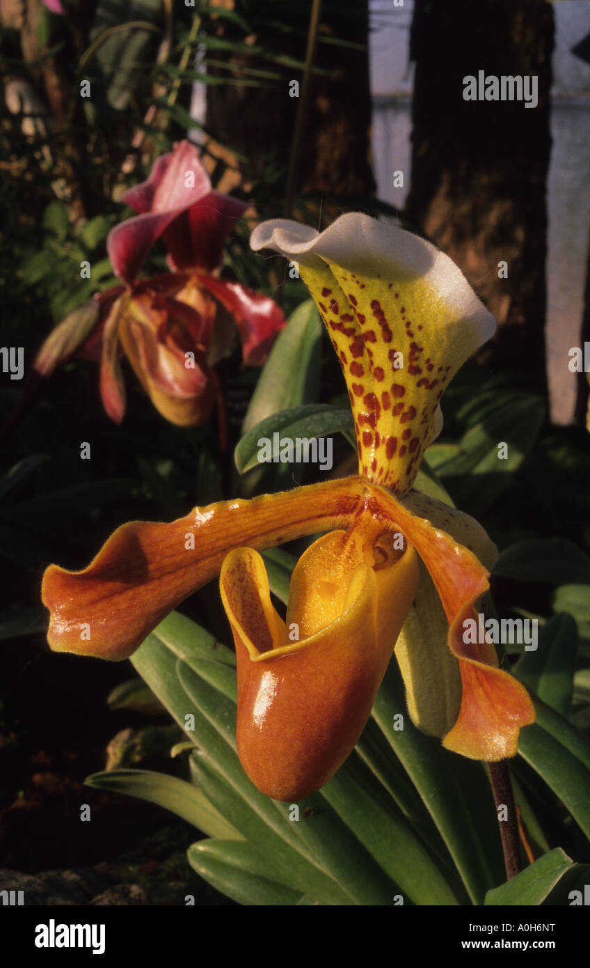 Paphiopedilum insigne orchid Stock Photo