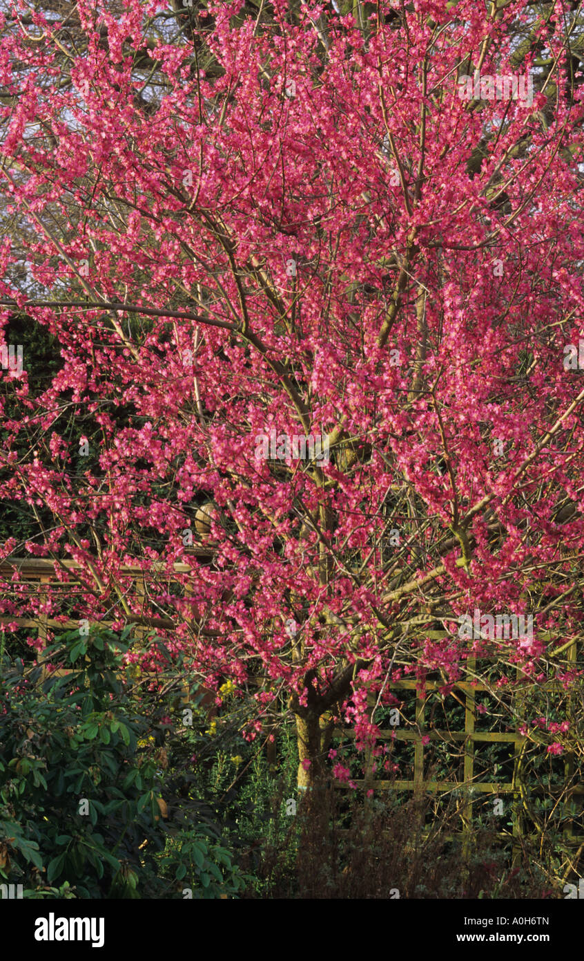 Rhs Wisley Surrey Cherry Prunus Mume Beni Chidori Stock Photo Alamy Rhs Wisley Surrey Cherry Prunus Mume Beni Chidori Stock Photo Alamy