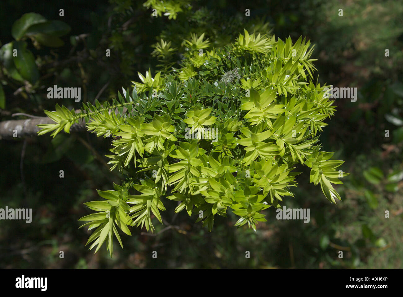 Bunya Pine tree Araucaria bidwillii sapling detail of leaf growth top view Stock Photo