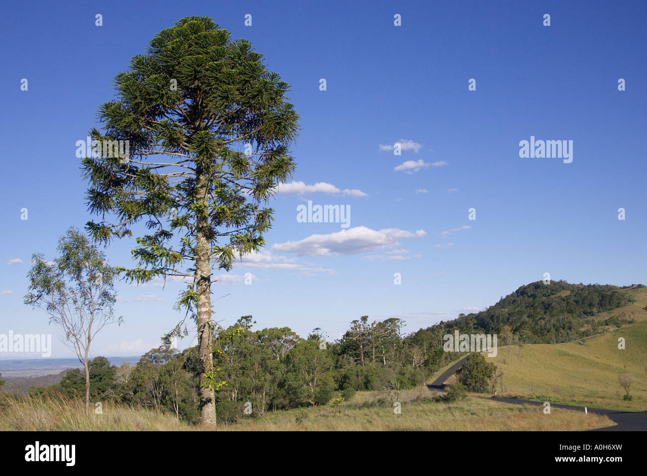 Bunya Pine tree Araucaria bidwillii Bunya Mountain National Park south Queensland Stock Photo