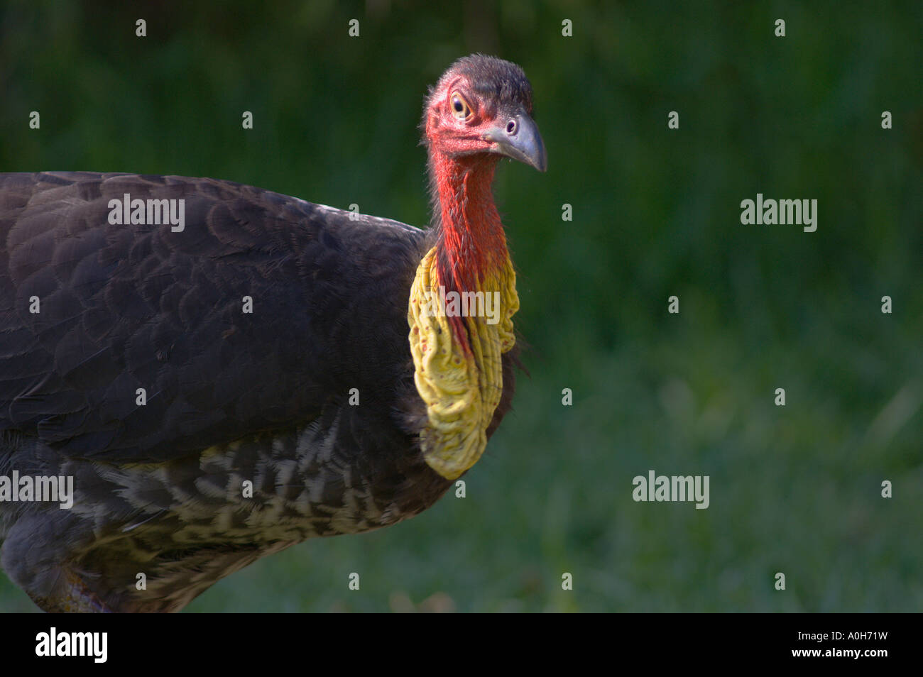 Australian Brush turkey Alectura lathami Stock Photo Alamy
