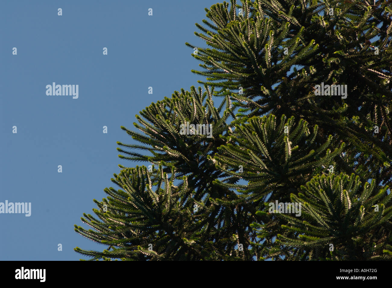 Bunya Pine tree Araucaria bidwillii close branch detail Stock Photo