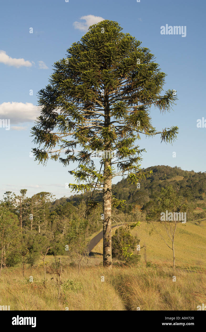 Bunya Pine tree Araucaria bidwillii Bunya Mountain National Park south Queensland Stock Photo