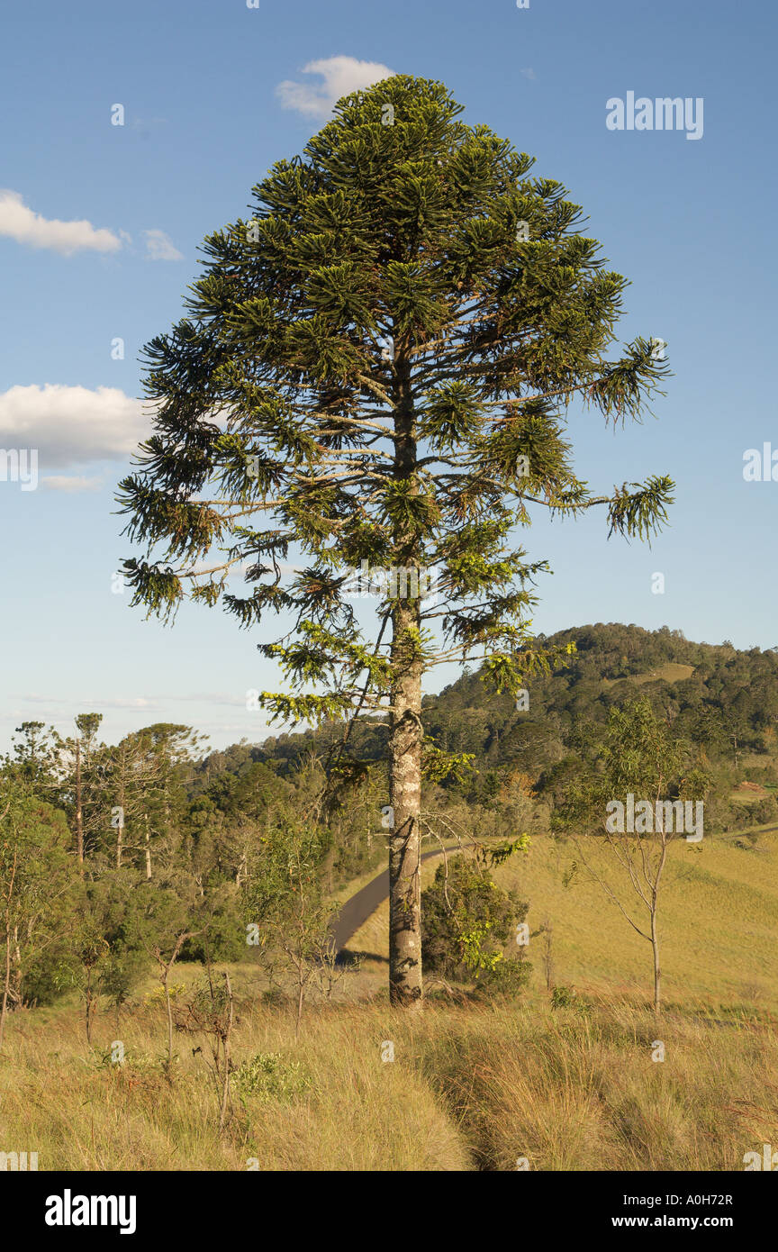 The Bunya-Bunya Pine (Araucaria bidwillii)