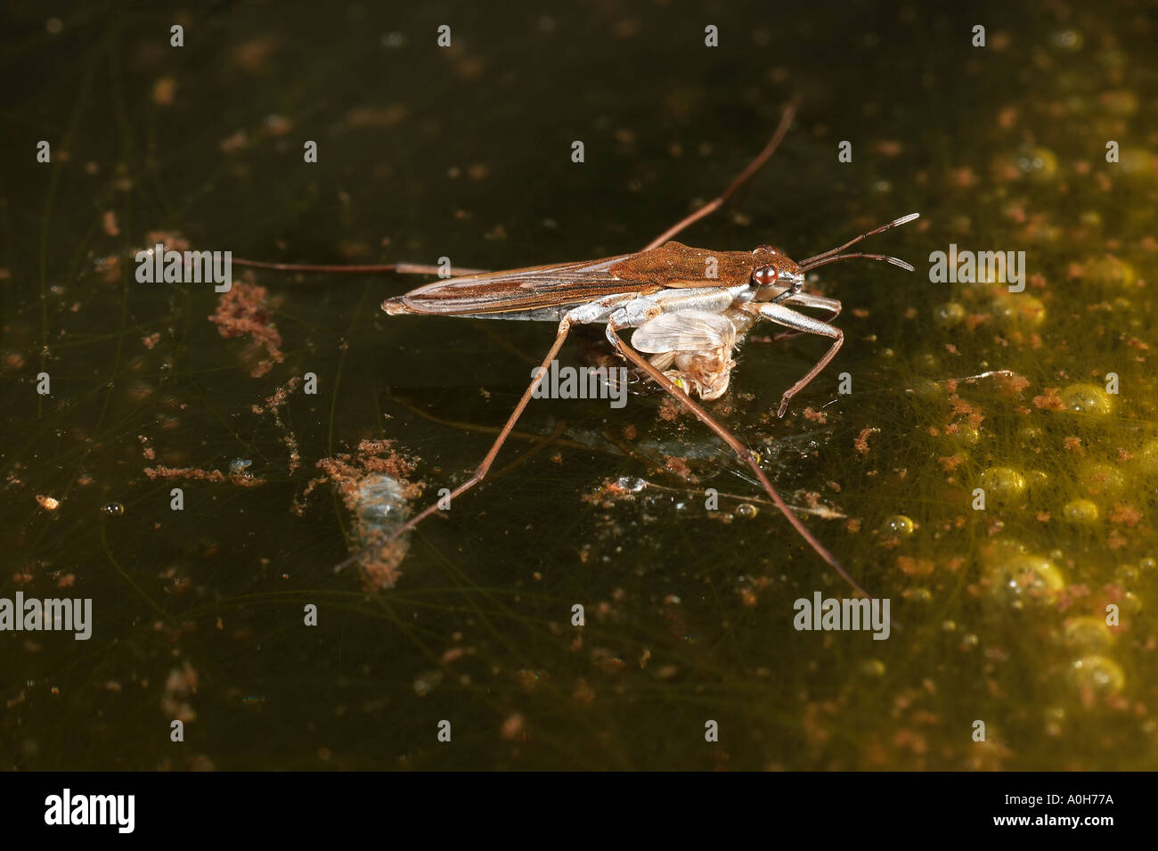 Stilt bugs hi-res stock photography and images - Alamy