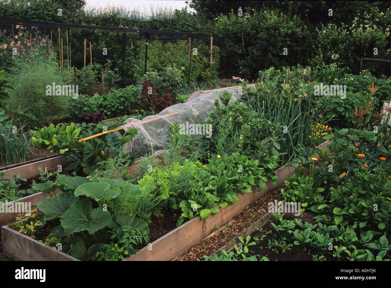 The Croft Cheshire Raised narrow beds in organic vegetable garden Stock