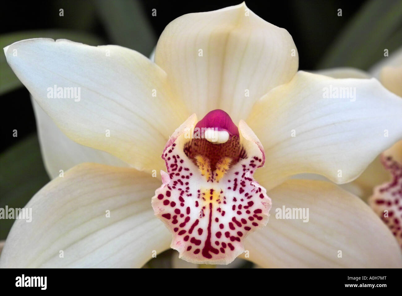 Cymbidium orchid hybrid Stock Photo