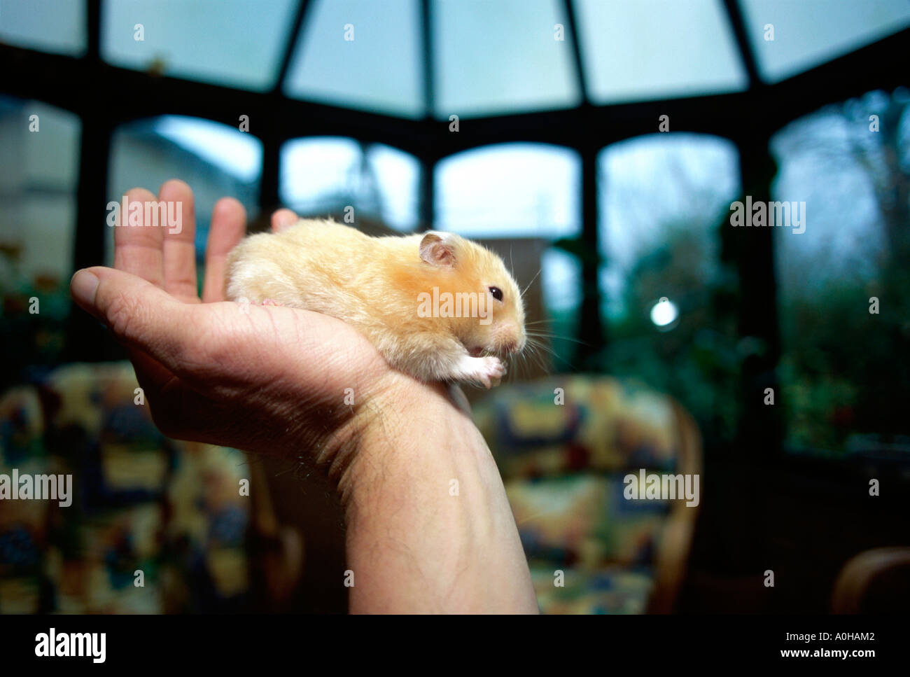 Man holding a tiny, beautiful hamster Stock Photo by ©fantom_rd 100965504