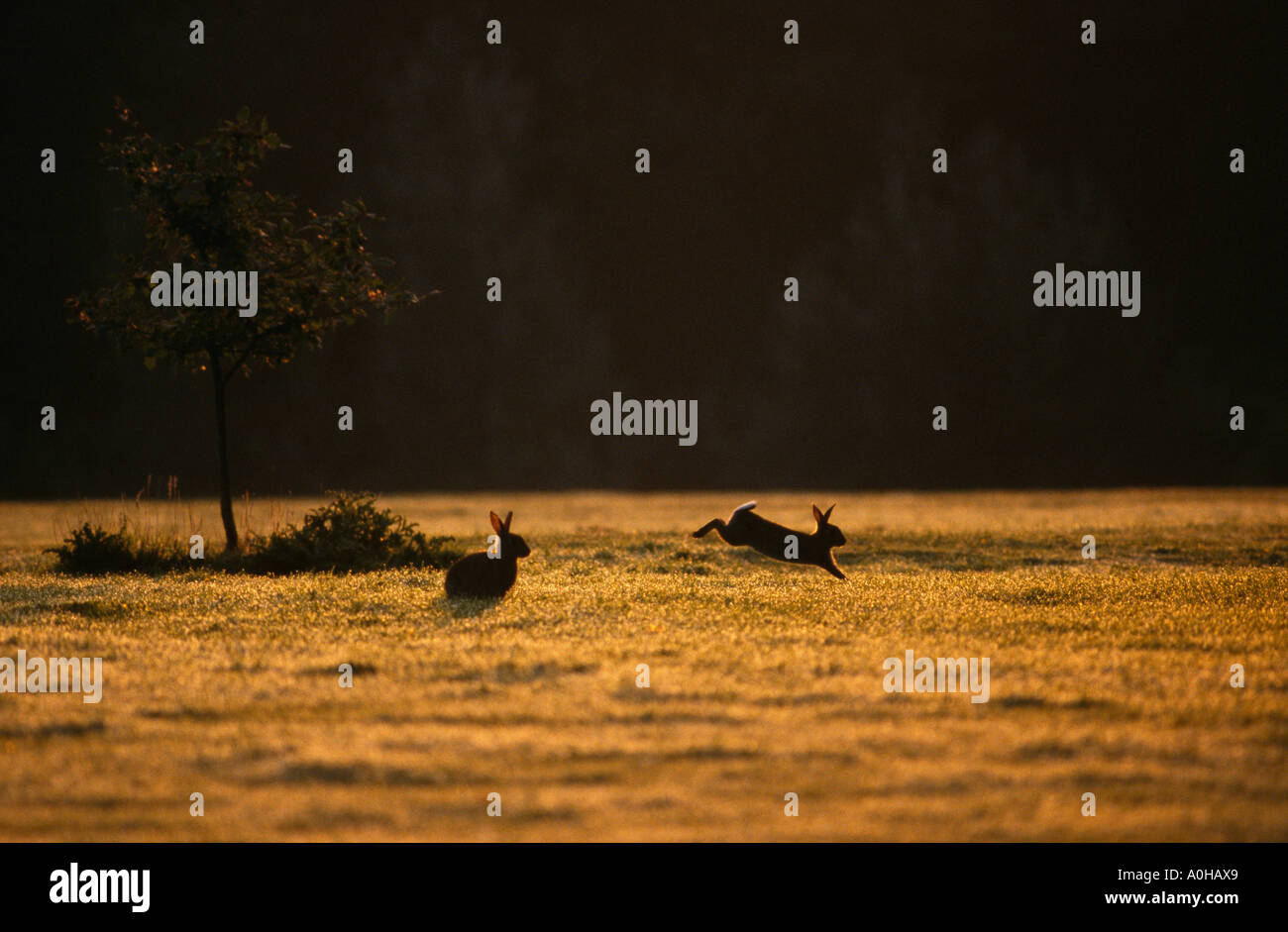 Two happy rabbits in Trent Park, London Stock Photo - Alamy