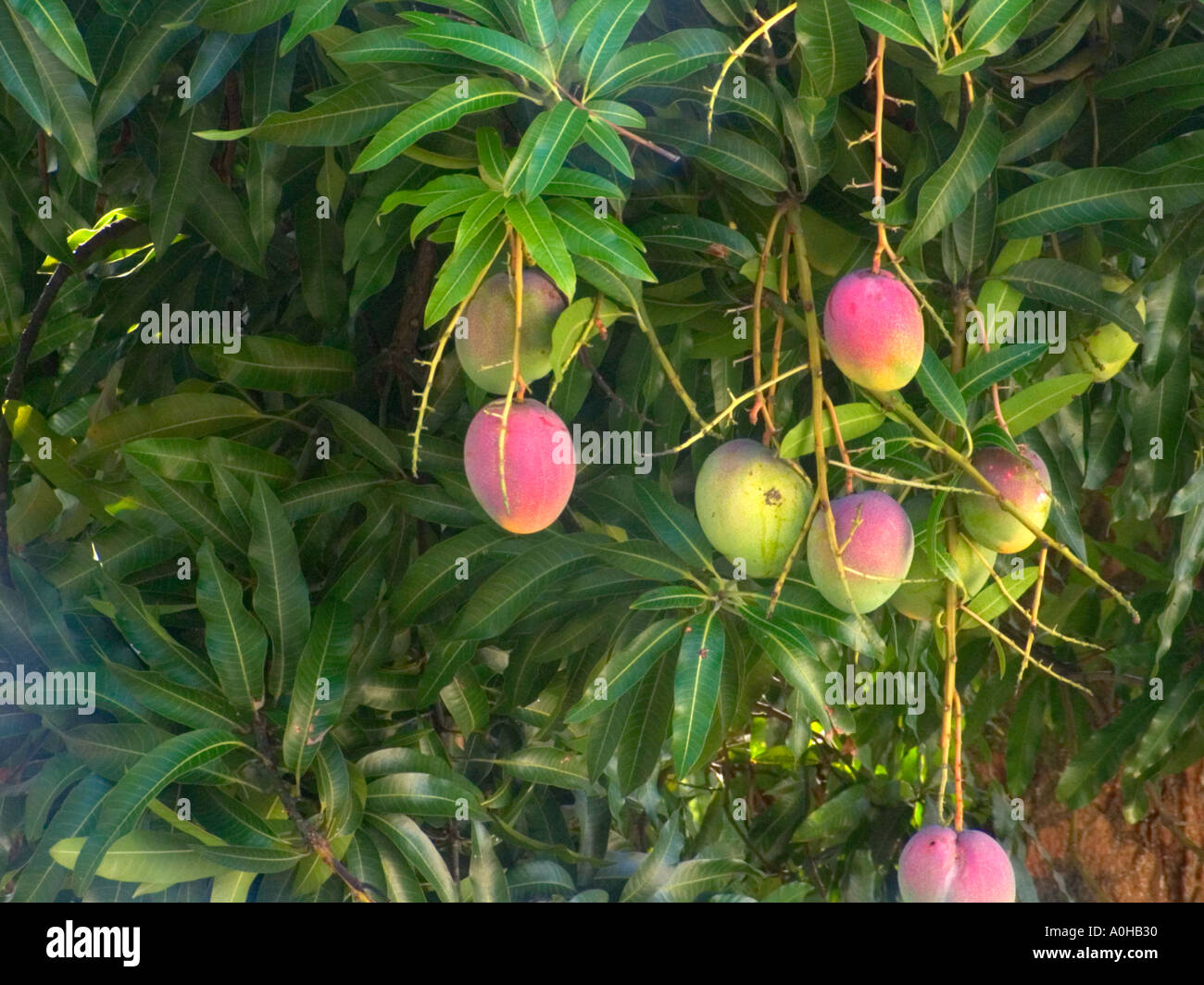 Mangoes leaves hi-res stock photography and images - Page 13 - Alamy, image size:1300x1064