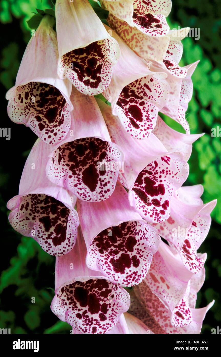 Foxglove Digitalis purpurea Giant Spotted Stock Photo Alamy
