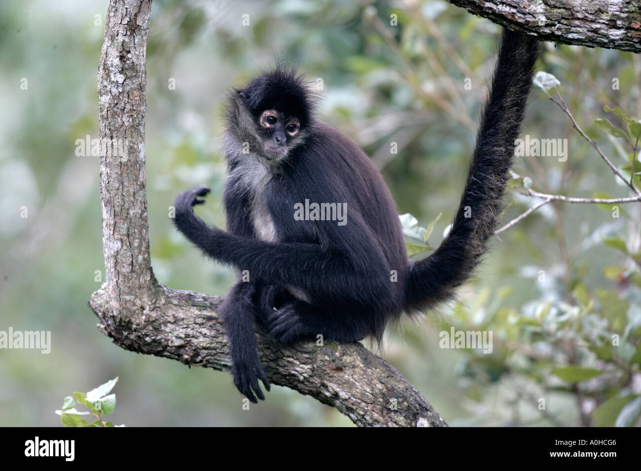 CENTRAL AMERICAN SPIDER MONKEY OR GEOFFRY S SPIDER MONKEY Ateles geoffroyi In Belize Stock Photo