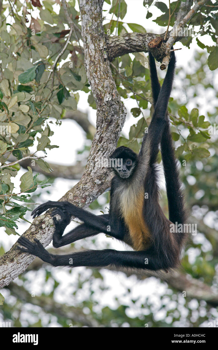 CENTRAL AMERICAN SPIDER MONKEY OR GEOFFRY S SPIDER MONKEY Ateles geoffroyi In Belize Stock Photo
