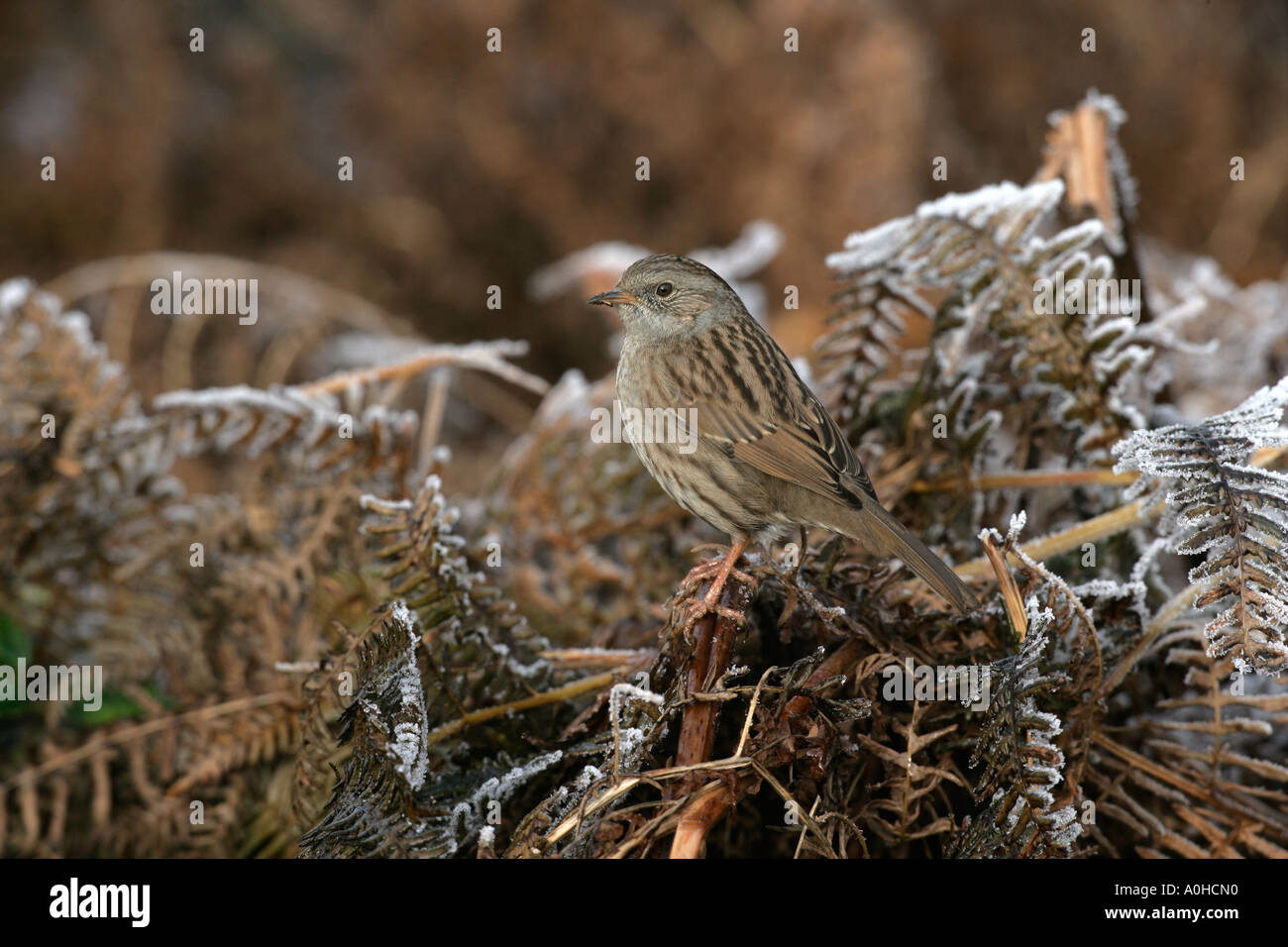 DUNNOCK Prunella modularis Stock Photo