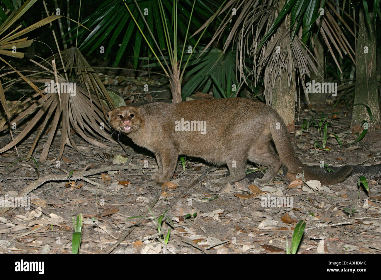 JAGUARUNDI Herpailurus yaguarondi In Belize Stock Photo