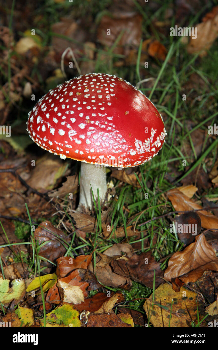 Fly Agaric ( Amanita muscaria) known as a poisonous species since ancient times Stock Photo