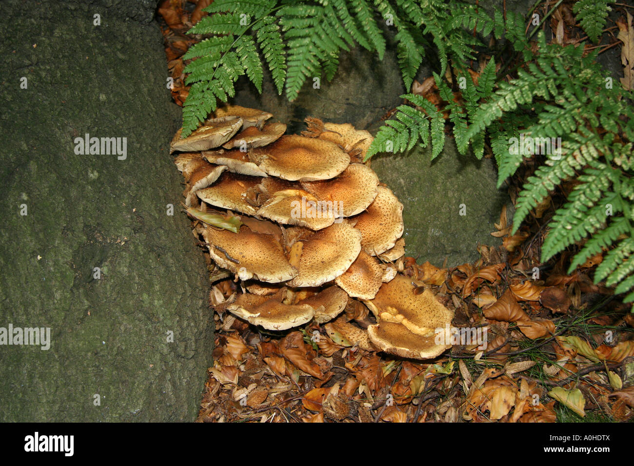 Bracket fungus on the root of a tree, under a fern Stock Photo Alamy