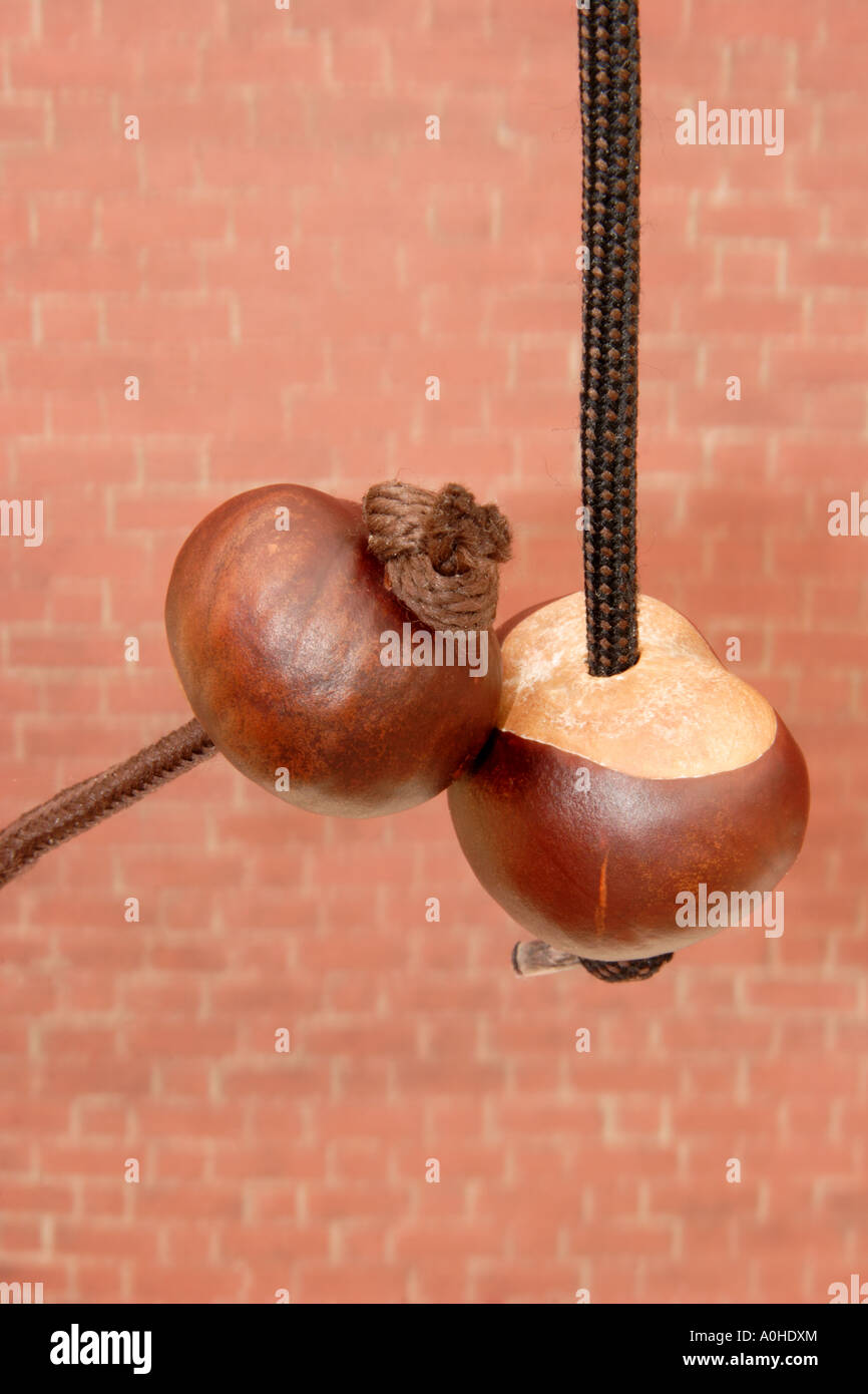 pair of  conkers on strings for a conker fight . Stock Photo