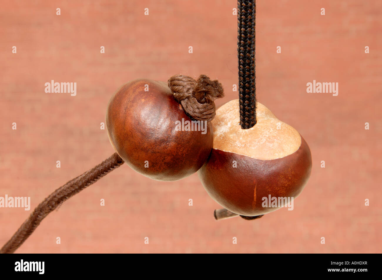 couple of conkers on strings for a conker fight . Stock Photo