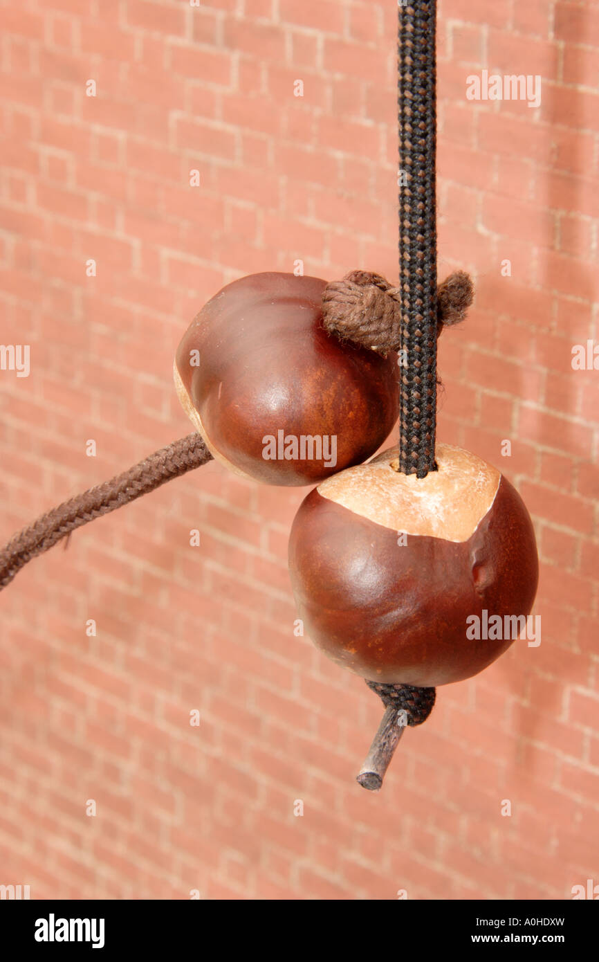 two conkers on strings for a conker fight . Stock Photo