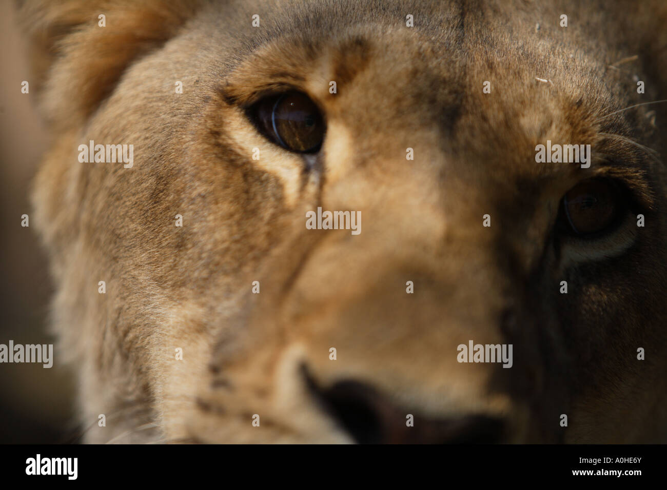 Captive lions south africa hi-res stock photography and images - Alamy