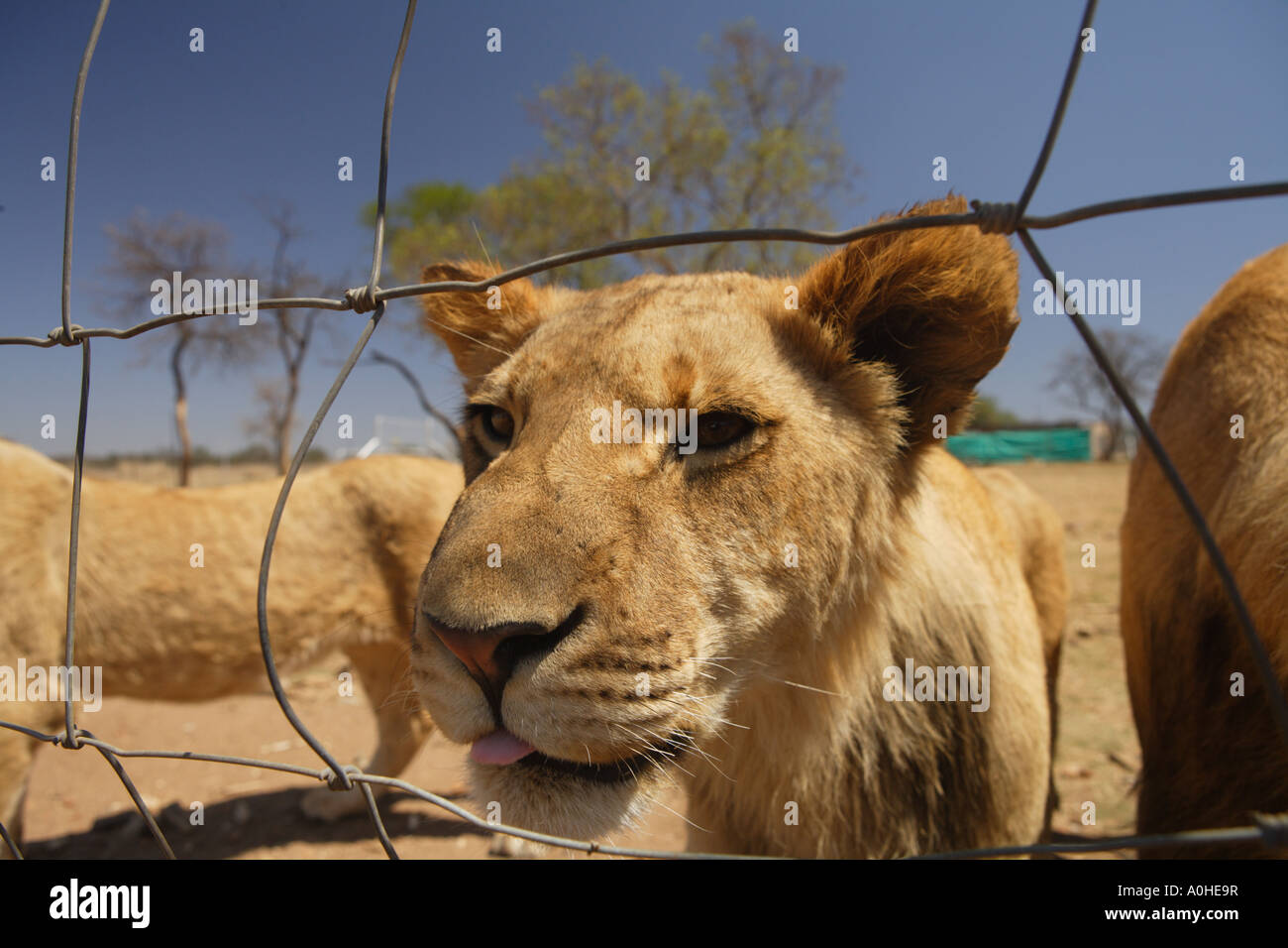 Captive lion south africa hi-res stock photography and images - Alamy