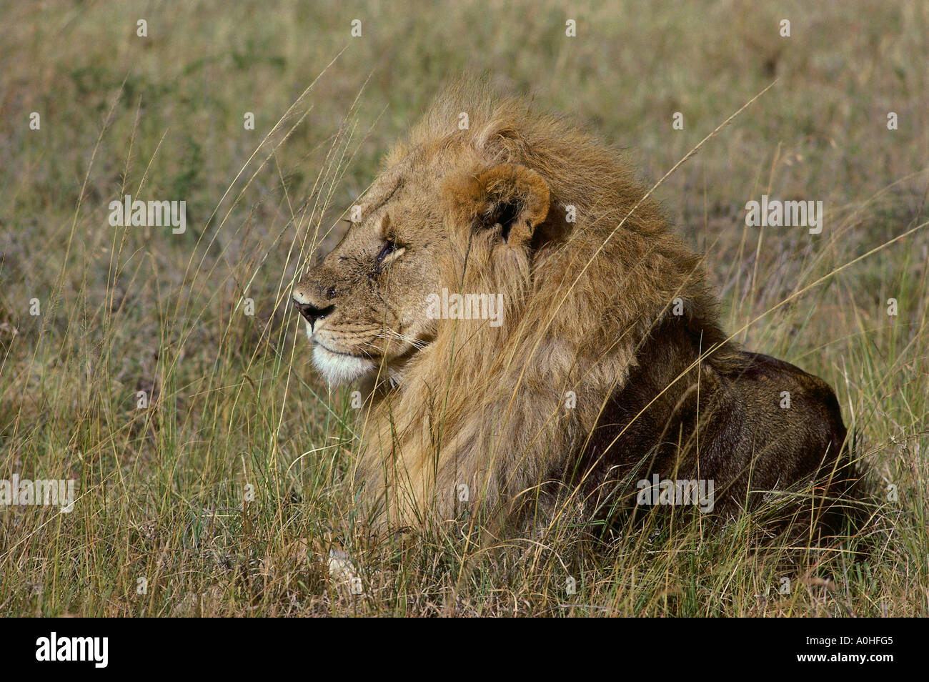Lion Masai Mara National Park Kenya Stock Photo - Alamy