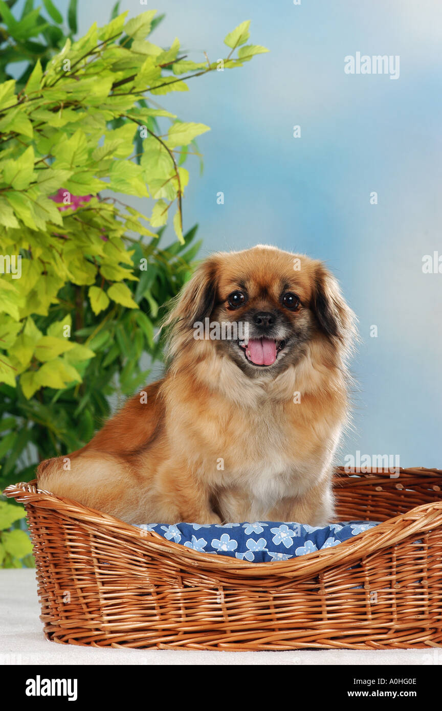 Tibetan Spaniel Dog sitting in dog basket Stock Photo