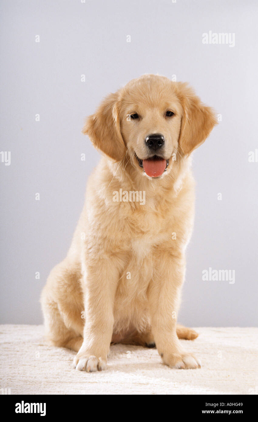 Golden Retriever dog puppy - sitting Stock Photo