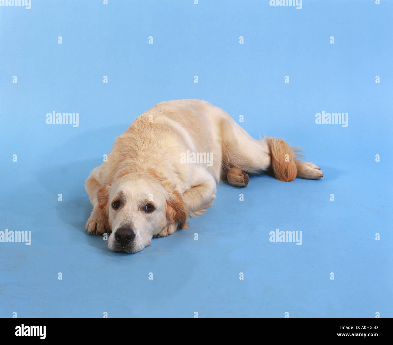 Golden Retriever dog - attitude : mournful Stock Photo