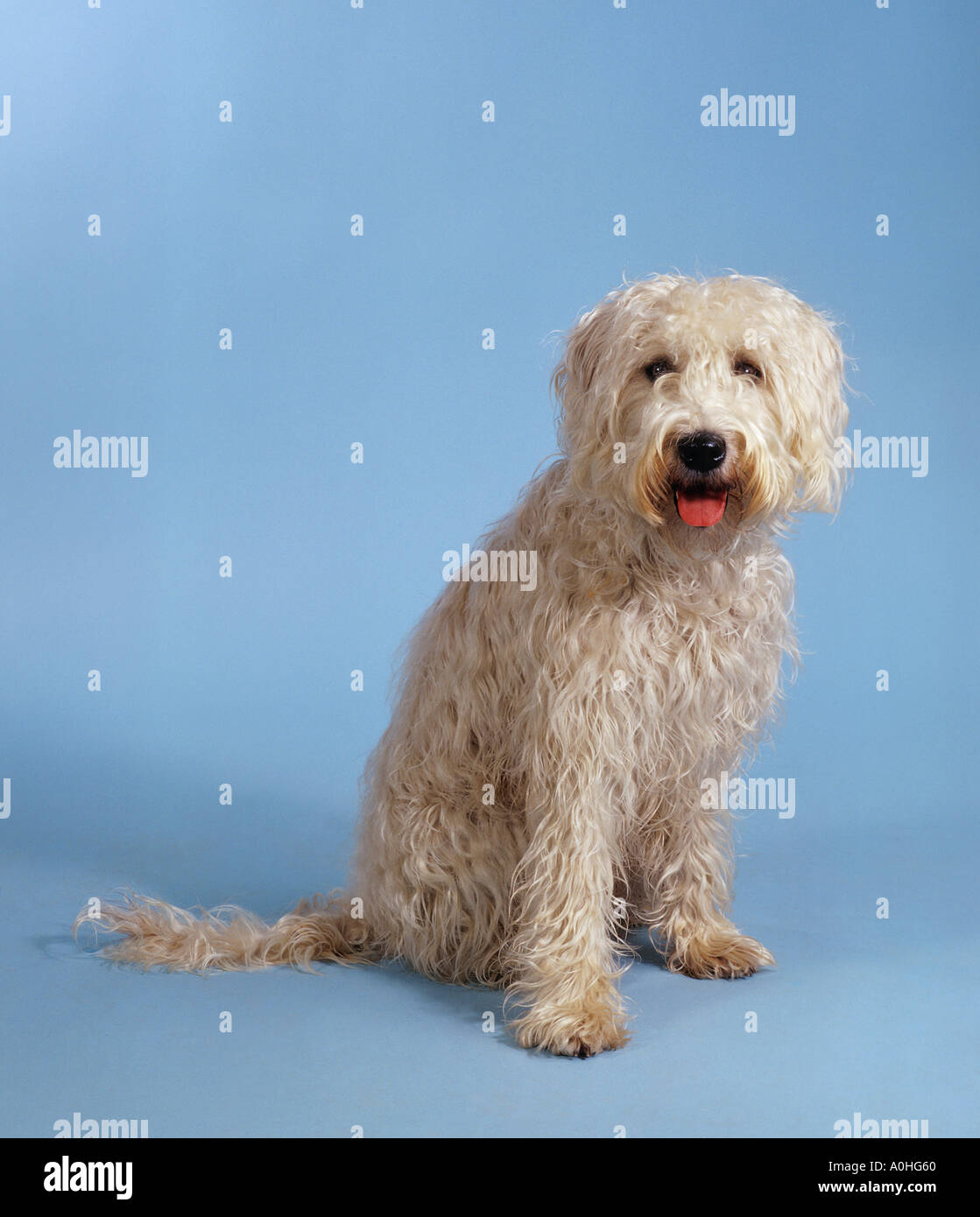 Irish Soft-Coated Wheaten Terrier dog - sitting Stock Photo - Alamy