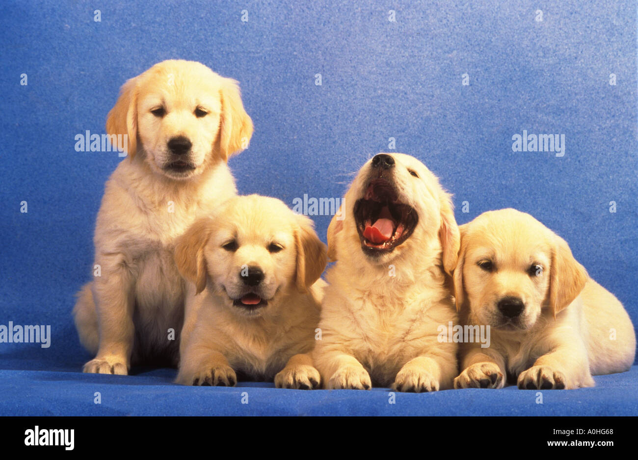 four Golden Retriever dog puppies Stock Photo