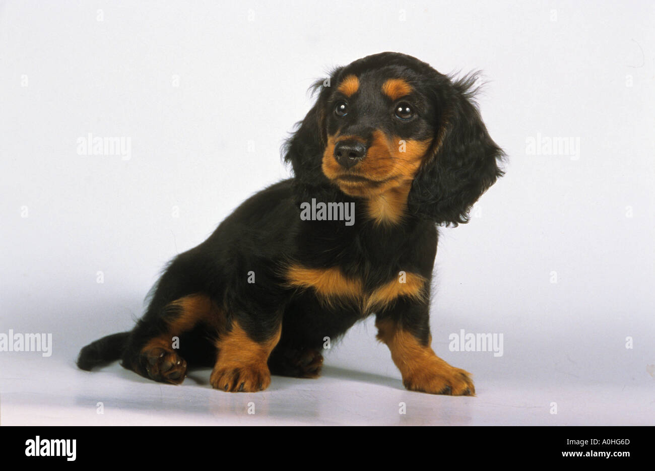 longhaired dachshund dog - puppy sitting frontal Stock Photo