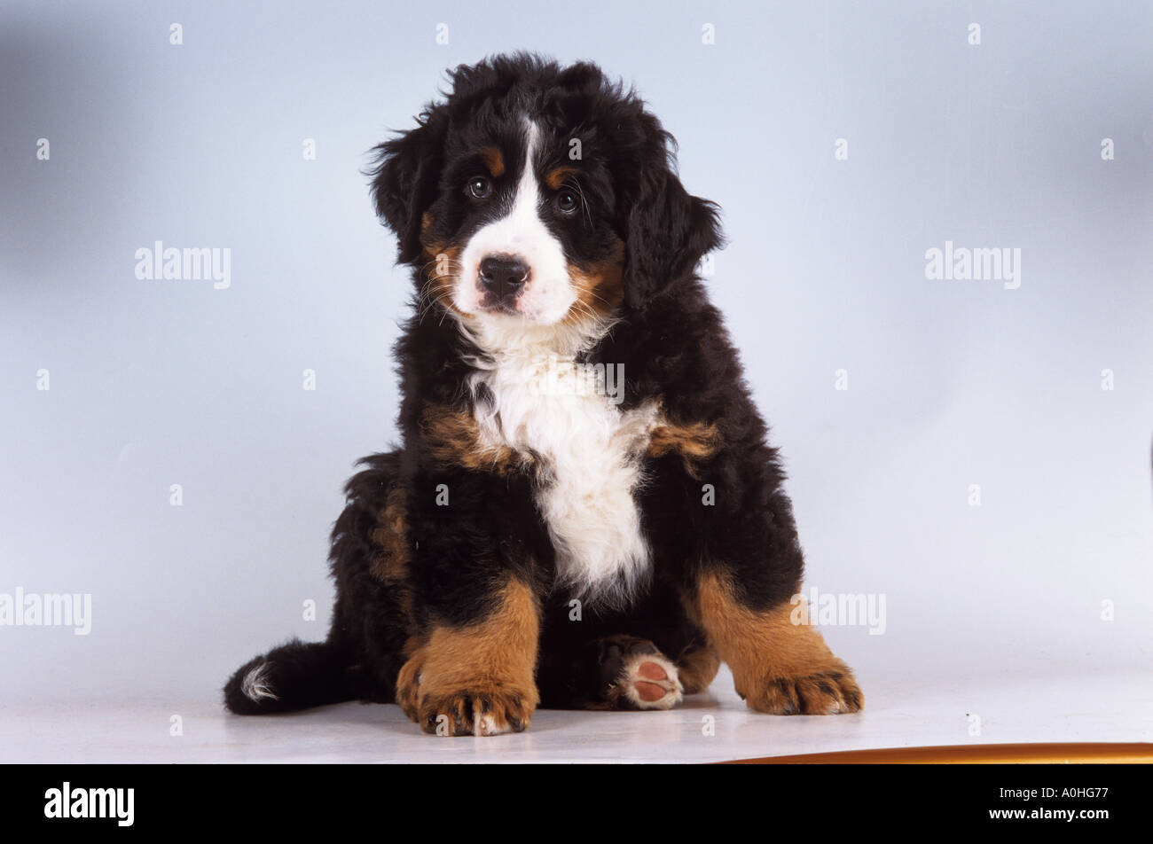 Bernese Mountain Dog - puppy sitting frontal Stock Photo
