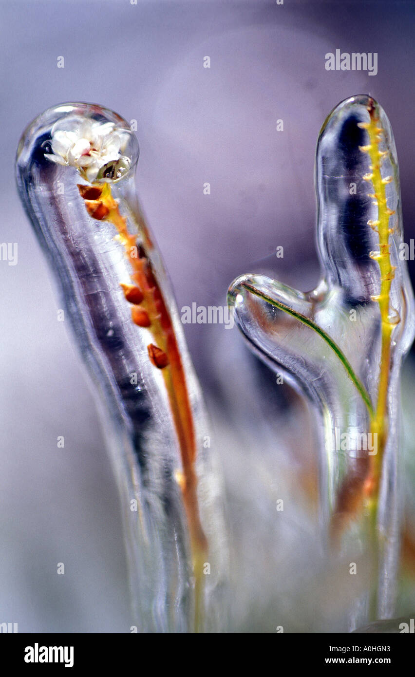 North american flora hi-res stock photography and images - Alamy
