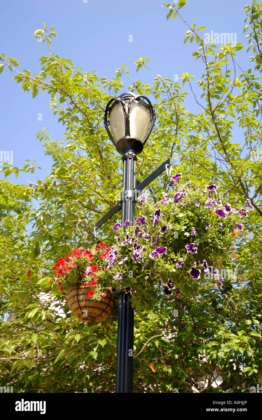 Lamp post with two hanging baskets full of petunias Stock Photo Alamy