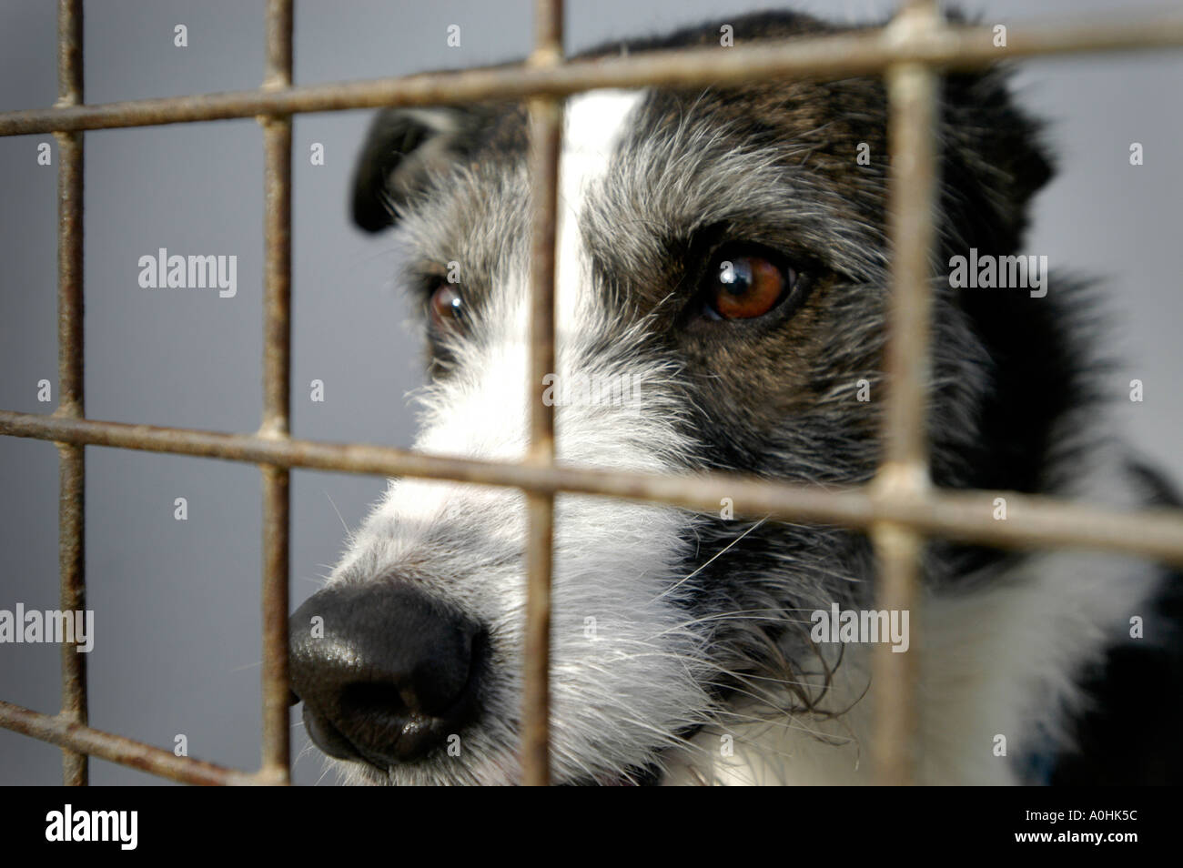 Dog in cage Stock Photo Alamy