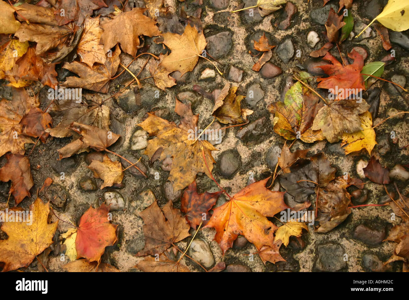 autumn leaves on cobbled path Stock Photo - Alamy