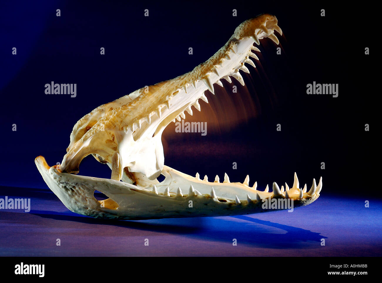 Alligator animal skull hi-res stock photography and images - Alamy