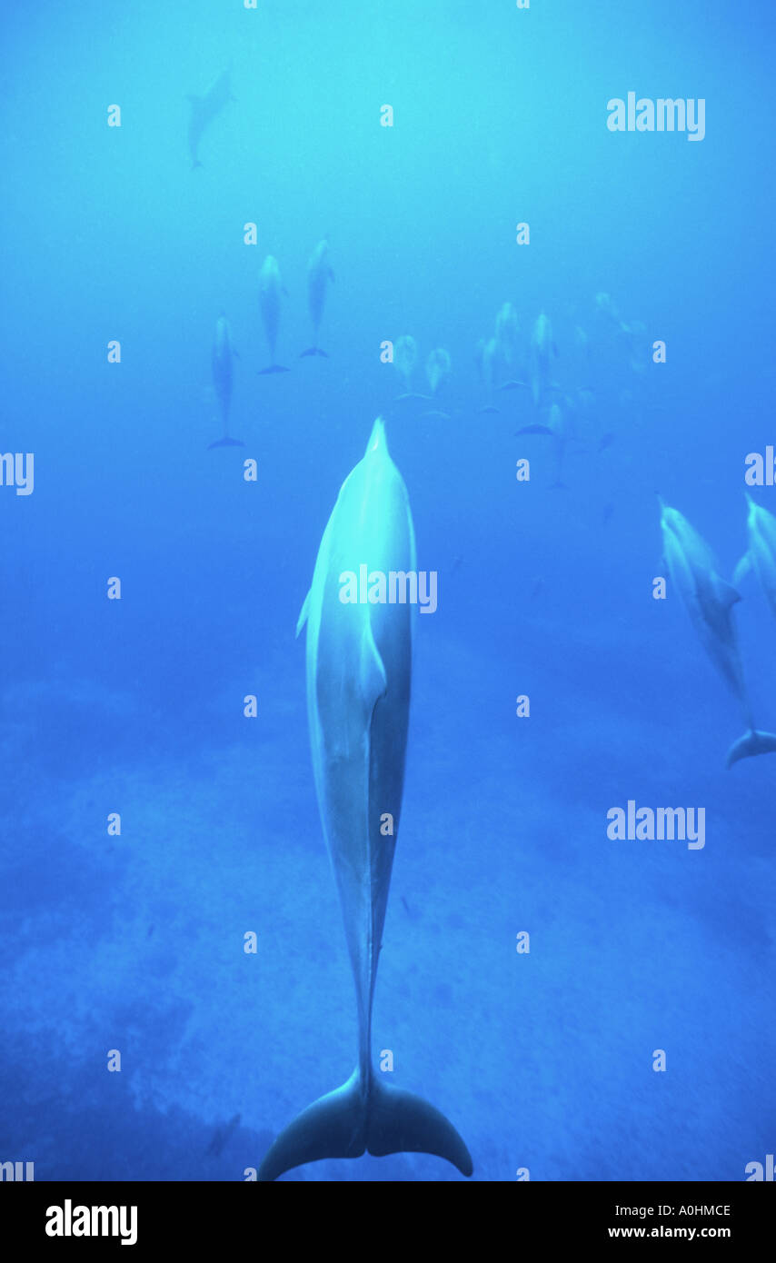 Hawaiian Spinner dolphins Hawaii Stock Photo Alamy