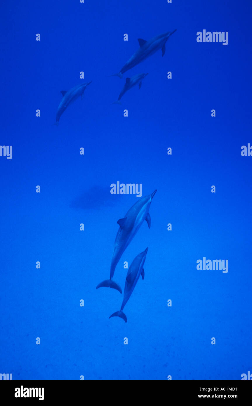 Hawaiian Spinner dolphins Hawaii Stock Photo Alamy