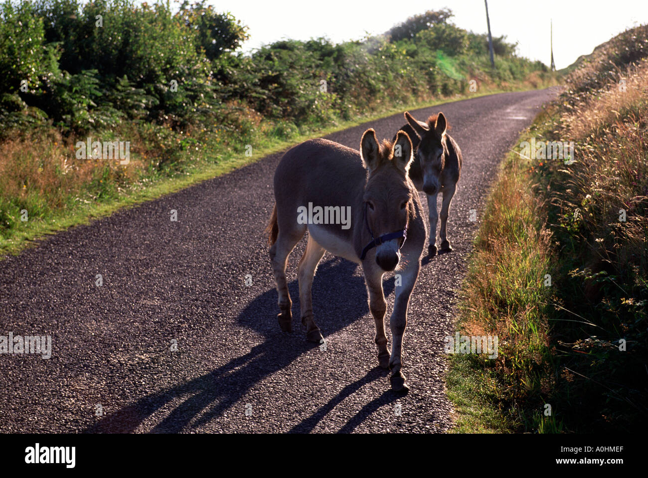Donkeys on Irish Road Sheep s Head Peninsula Bantry Co Cork Ireland Stock Photo