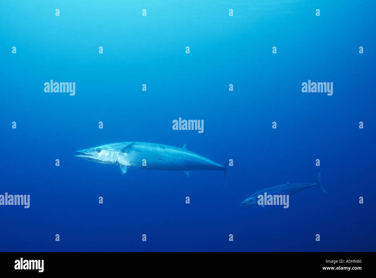 Wahoo mackerel or Ono offshore Hawaii Stock Photo Alamy