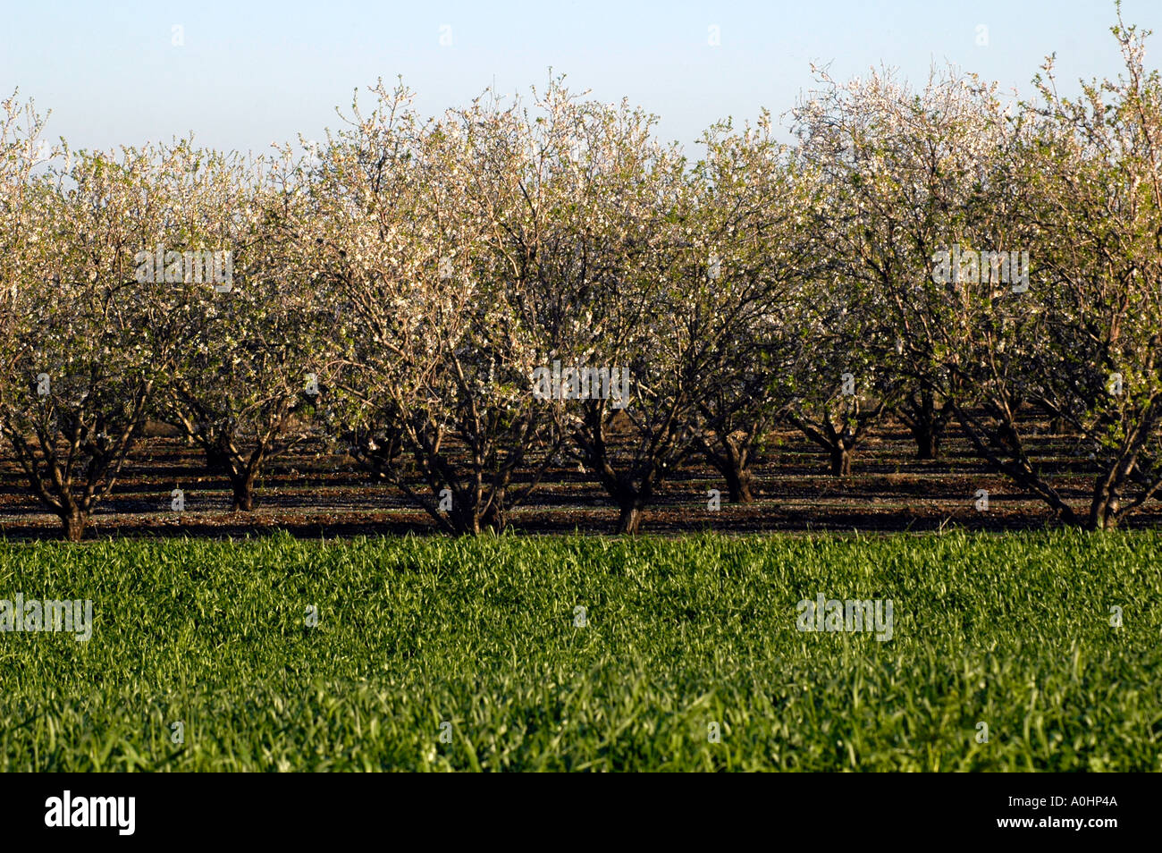 Almond trees orchard Galilee region Israel Stock Photo