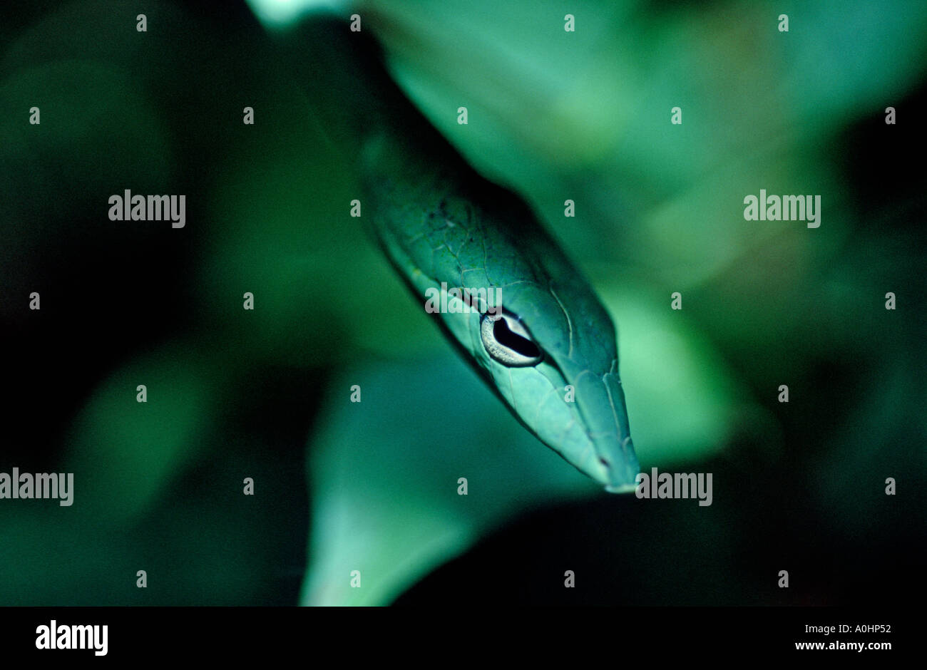 Green Vine whip snake in a jungle in Thailand Stock Photo - Alamy