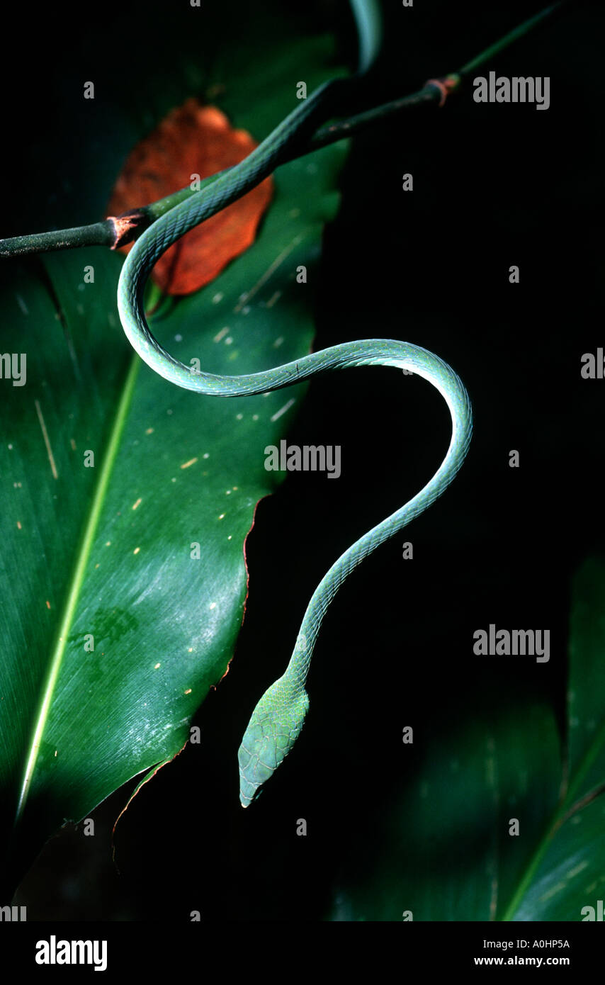 Serpenti domestici immagini e fotografie stock ad alta risoluzione - Alamy