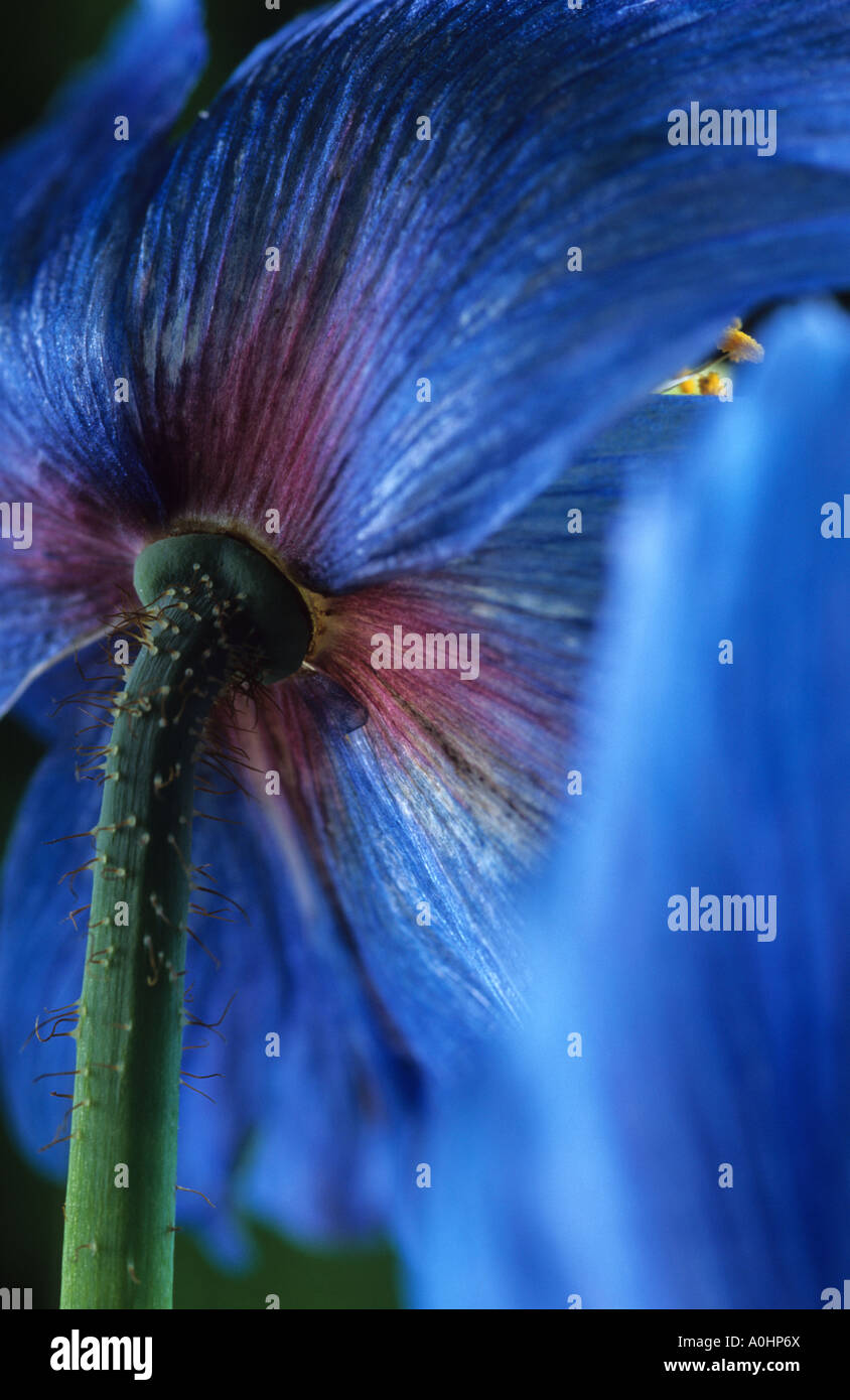Blue Himalayan poppy Meconopsis x sheldonii Stock Photo