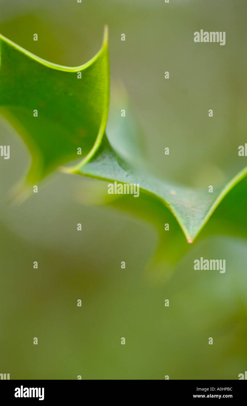 Selectivly focused close up Holly leaf on a tree. Stock Photo