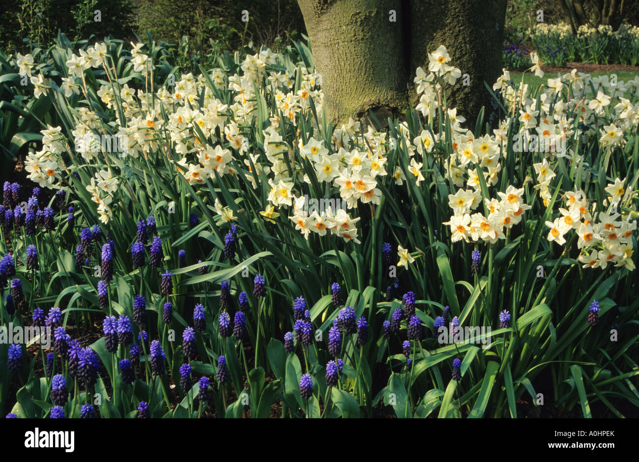 Daffodils and grape hyacinths hires stock photography and images Alamy